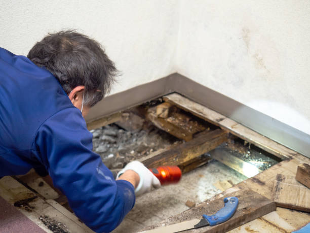Reliable Portola, CA Mold Remediation Solutions
