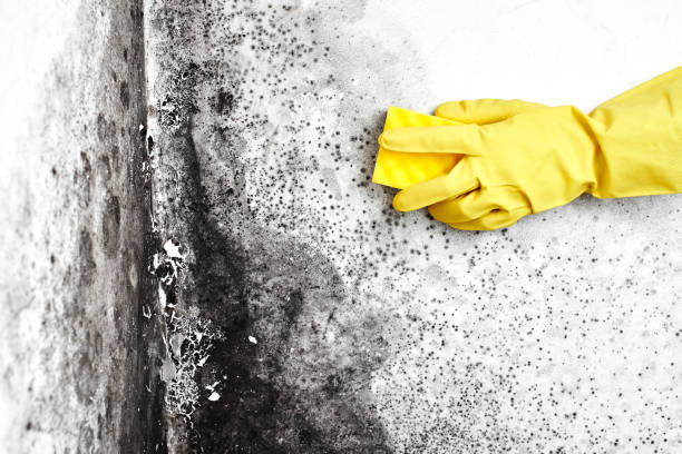 Best Health and Safety Mold Remediation in Portola, CA