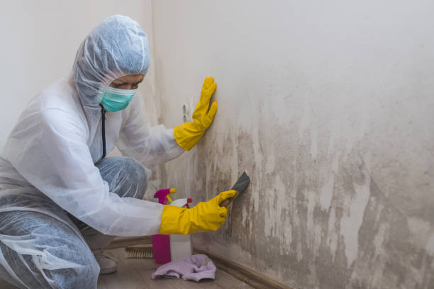 Best Black Mold Remediation in Portola, CA
