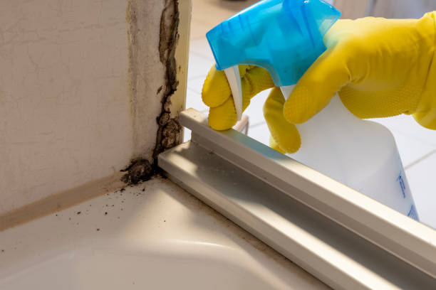 Best Health and Safety Mold Remediation in Portola, CA