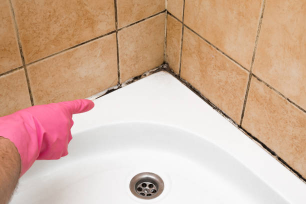 Best Residential Mold Remediation in Portola, CA